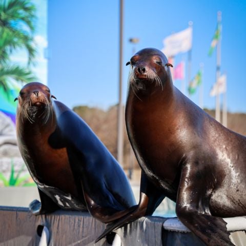 Sea Lions at EchoPark Speedway